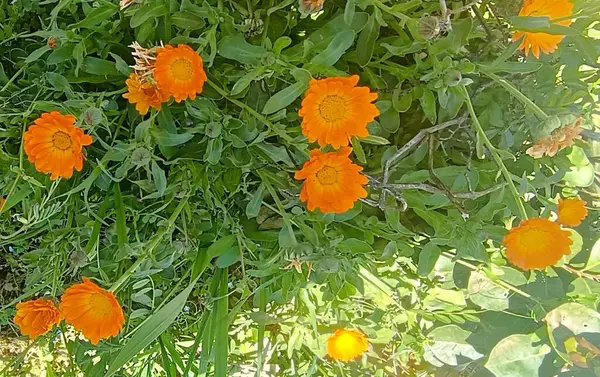 Calendula officinalis. Altın bir gün. Beni seviyor, sevmiyor..