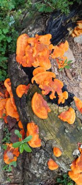 Ağaç mantarı. Ağaç kulak - Pycnoporus sanguineus