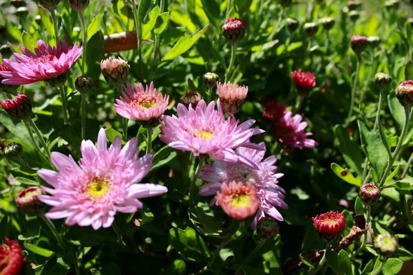 Roze Paarse Bloemen Versieren Achtertuin Creëren Een Prachtige Achtergrond — Stockfoto