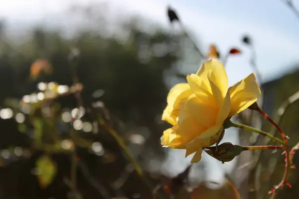 艳阳天 秋天背景下的黄橙玫瑰花 — 图库照片