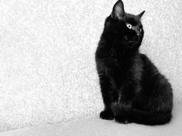 Czarny Młody Kot Błyszczącym Futrem Siedzi Piękny Odwraca Wzrok — Zdjęcie stockowe