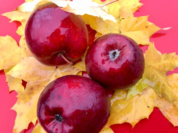 Красные Влажные Яблоки Дождем Лежат Желтых Осенних Листьях — стоковое фото