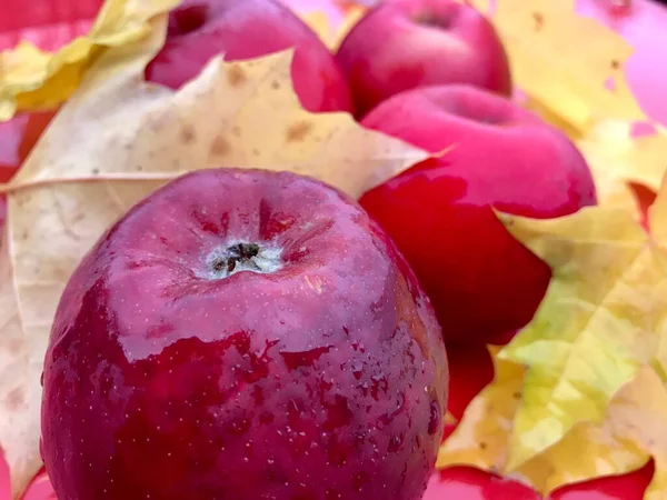 Красные Влажные Яблоки Дождем Лежат Желтых Осенних Листьях — стоковое фото