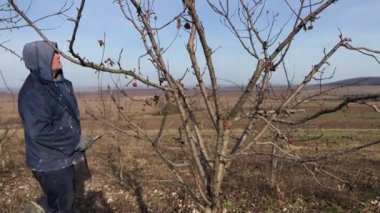 a man prunes fruit trees in a home garden with garden shears in winter