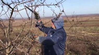a man prunes fruit trees in a home garden with garden shears in winter