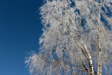 the upper reaches of birch trees are covered with frost against the background of a clear blue sky