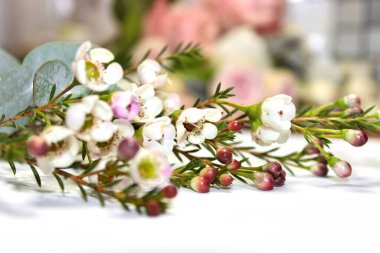 bouquet of small white and pink flowers on white background, place for text for greeting card