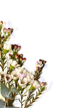 bouquet of small white and pink flowers on white background, place for text for greeting card