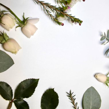 place for text on white background between flowers of rose, eucalyptus and small flower