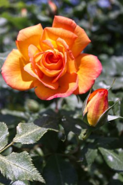 Yeşil yapraklı turuncu gül