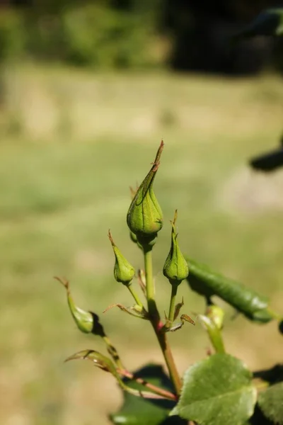 Fragile Buds Sharp Creams Unbloomed Roses — Stock Photo, Image