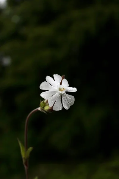 Fleur Blanche Fragile Solitaire Sur Fond Sombre — Photo