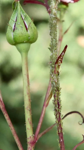 on the stem of a rose with an unopened bud, many insect pests, aphids, sit and harm the plant.