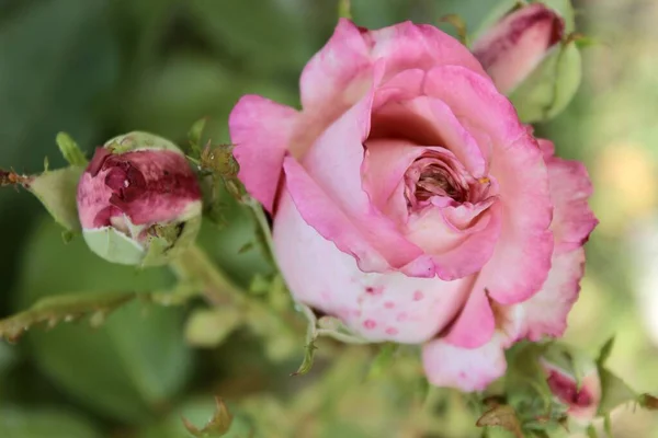 开着花的粉红色玫瑰 有未开花的芽 — 图库照片