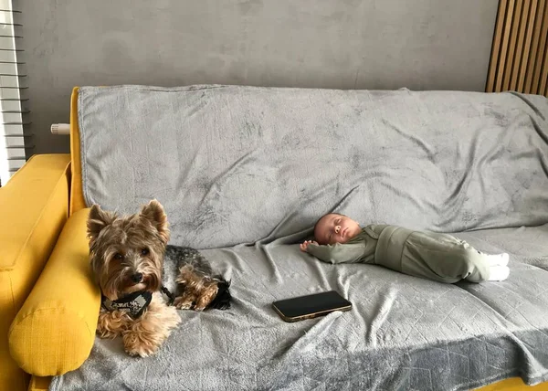 Новонароджена Дитина Спить Дивані Телефон Лежить Поруч Ним Маленька Собака — стокове фото