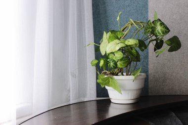 İç dekorun bir parçası olarak bir saksı.