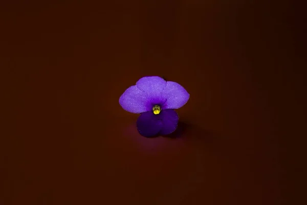 Violet indoor violet flower on an orange dark background. High quality photo