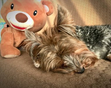 Küçük bir Yorkie köpeği kahverengi bir battaniyenin üzerinde uyuyor. Yüksek kalite fotoğraf