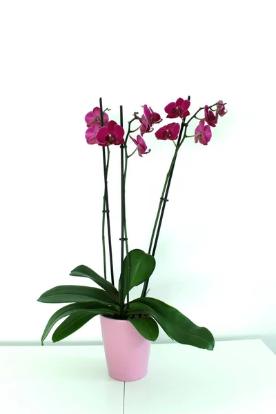 There is a vase of an orchid with burgundy flowers on a white table. High quality photo