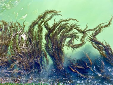Turkuaz bir arka planda iskeleden manzara, İtalya 'nın Venedik şehrindeki mavi gölde deniz yosunu. Yüksek kalite fotoğraf