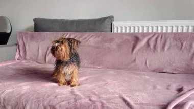 Küçük bir Yorkie köpeği banyodan sonra ıslak bir şekilde kanepede duruyor.