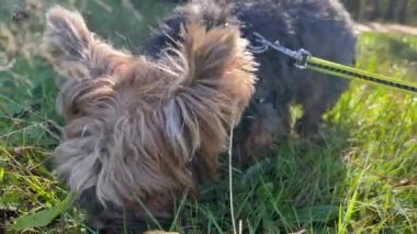 Küçük bir Yorkie köpeği sabah yeşil çimlerde koşar ve bir şey koklar.