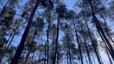 Çam ormanındaki uzun ağaç gövdeleri ve mavi gökyüzünün arka planına karşı tepeleri.