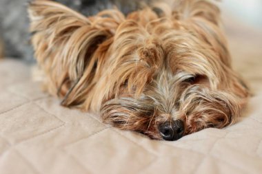 Bej bir kanepede yatan küçük bir Yorkie köpeğinin portresi. Yüksek kalite fotoğraf