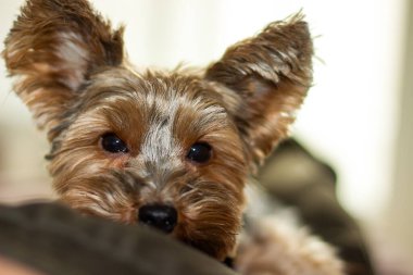 Kalkmış kulaklı küçük sevimli Yorkie köpeği portresi.