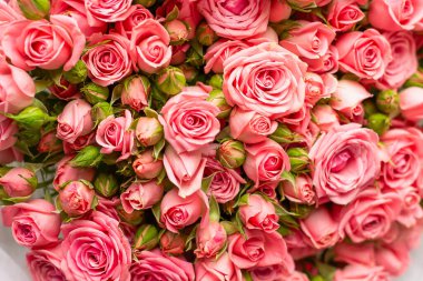 Büyük, şenlikli, güzel pembe güller.