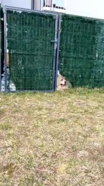 Bahçeyi koruyan köpeğin başı, beyaz bir Tibet mastifi, yeşil bir çitin altından dışarı bakar..