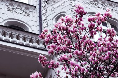 Büyüleyici pembe çiçekleri olan manolya ağacı baharda beyaz, eski, güzel bir mimarinin ön planında çiçek açar.