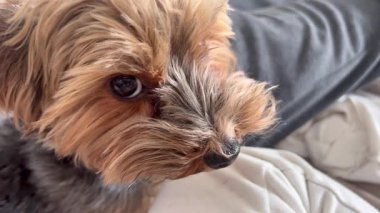 Köpek portresi, yakın - yakın görünüm.