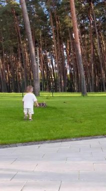 İki yaşında küçük bir çocuk çam ormanının yakınındaki yeşil çimlerin üzerinde yürüyor.