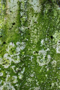 Yeşil küfle kaplı gri beton bir duvarın arka planı ve nemden dolayı yosun.