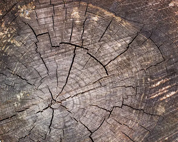 Çapraz kesitte kahverengi ahşap yapı, tahta tahta yüzey arkaplan resmi