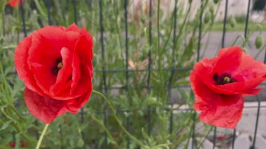 Güneşli bir günde rüzgarda sallanan iki kırmızı gelincik çiçeği.