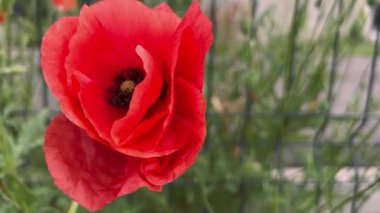 Güneşli bir günde rüzgarda sallanan iki kırmızı gelincik çiçeği.