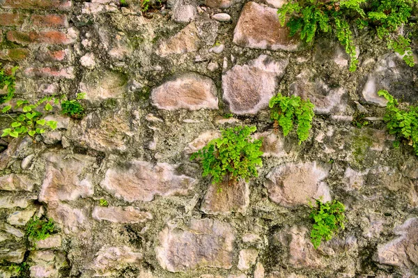 An old damp wall composed of various types and sizes of stones and bricks with moss, mold and a few bunches of green plants