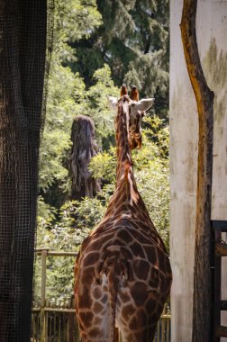 Rear view of a lone giraffe standing between two surfaces. Focus on the neck and head of the animal. Vertical photo clipart