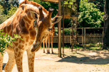 Bir zürafa ve güzel yüzü başka bir zürafa, bir besleyicinin, bir çitin ve yeşil alanların arka planına çok yakındır. Hayvanın kafasına odaklan.