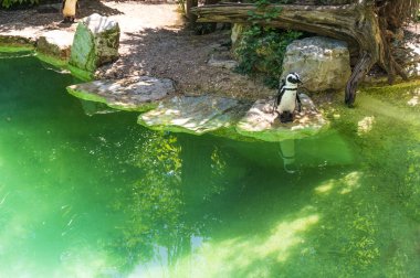 Yetişkin küçük bir penguen kayalık bir sahilde suyun kenarında duruyor ve göle atlamak üzere.
