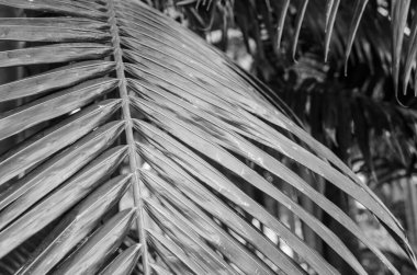 Palmiye dalından bir yaprak parçası ön planda iyi aydınlatılmıştır. Siyah ve beyaz yatay fotoğraf. Makro