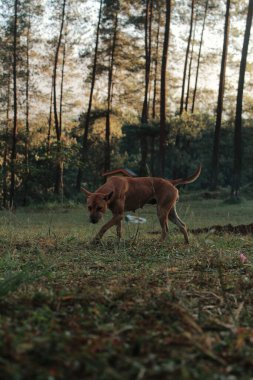 Ormanda kahverengi bir köpek. Arka planda ağaç olan vahşi bir köpeğin fotoğrafı..