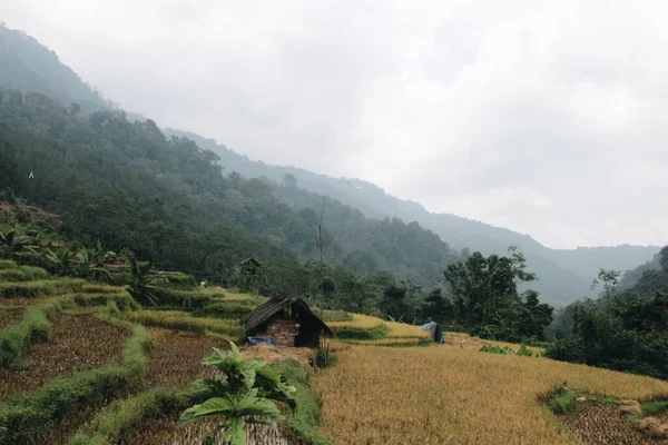 インドネシアの米畑 汚染のない清潔で健康的な空気の自然な景色 森の中のテラス — ストック写真