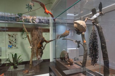 Toronto, ON, Kanada - 20 Kasım 2022: Kraliyet Ontario Müzesinde sergiler