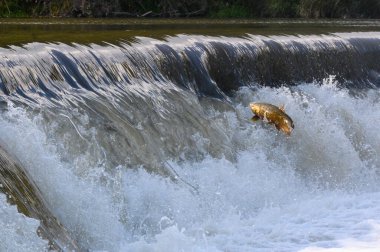 Toronto, On, Kanada - 20 Ekim 2023: Kanada 'daki Old Mill Park' taki Humber Nehri 'nde Somon Koşusu