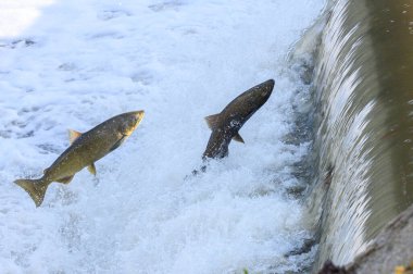 Toronto, On, Kanada - 20 Ekim 2023: Kanada 'daki Old Mill Park' taki Humber Nehri 'nde Somon Koşusu