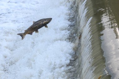 Toronto, On, Kanada - 20 Ekim 2023: Kanada 'daki Old Mill Park' taki Humber Nehri 'nde Somon Koşusu