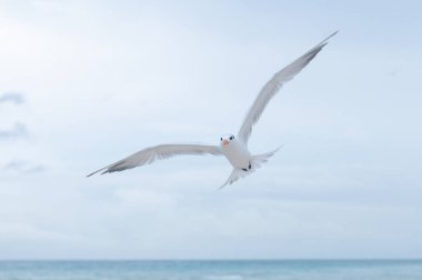 Uçan martıyı izle.